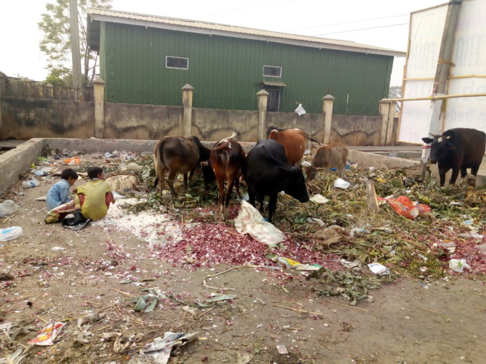 Littering Affects Both Humans And Animals! Who Is Responsible?